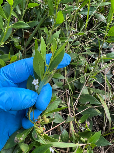 Myoporum boninense (Boobialla)