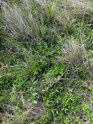 Myoporum boninense (Boobialla) (alternate view 3)