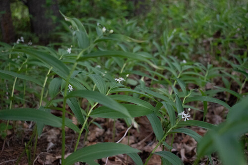 Maianthemum stellatum (star-flowered false Solomon's seal) (alternate view 3)