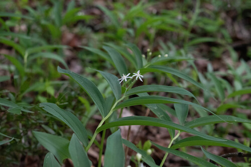 Maianthemum stellatum (star-flowered false Solomon's seal) (alternate view 4)