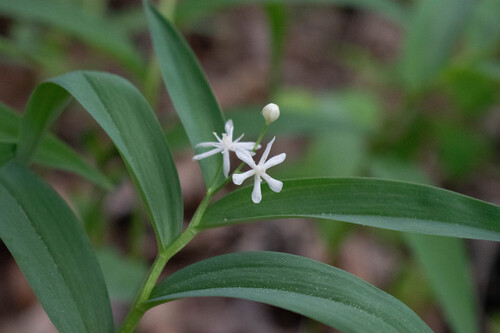 Maianthemum stellatum (star-flowered false Solomon's seal) (alternate view 2)