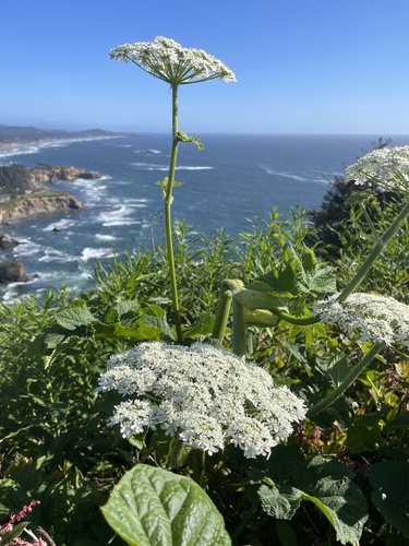 Heracleum maximum (cow-parsnip) (alternate view 2)