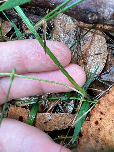Caladenia picta (Painted Fingers) (alternate view 4)