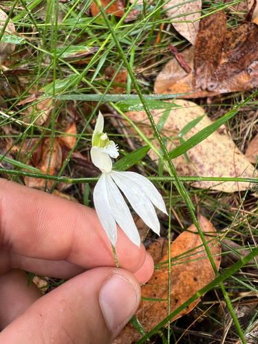 Caladenia picta (Painted Fingers)