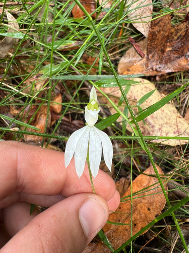 Caladenia picta (Painted Fingers) (alternate view 2)