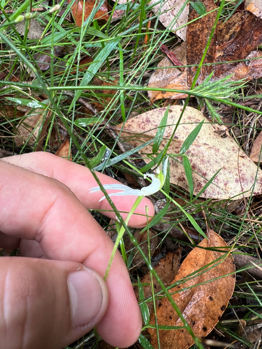 Caladenia picta (Painted Fingers) (alternate view 3)