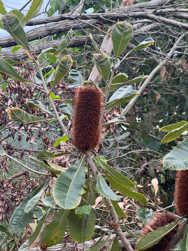 Banksia robur (Swamp Banksia) (alternate view 4)