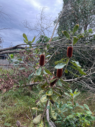 Banksia robur (Swamp Banksia) (alternate view 5)