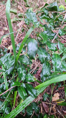 Embelia australiana (Embelia) (alternate view 4)