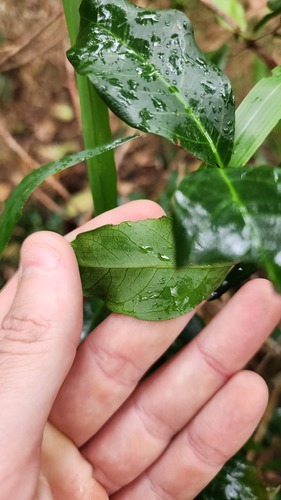 Embelia australiana (Embelia) (alternate view 5)
