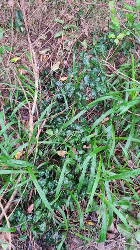Embelia australiana (Embelia) (alternate view 6)