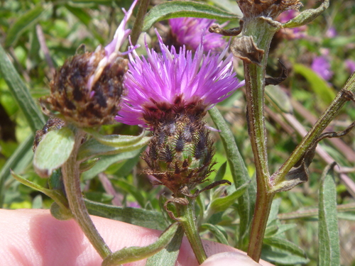 Centaurea debeauxii (Chalk Knapweed)