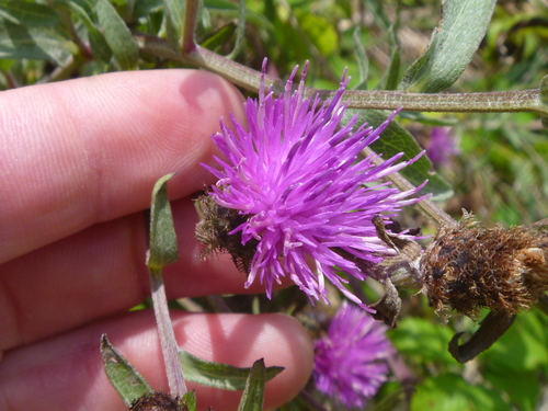 Centaurea debeauxii (Chalk Knapweed)