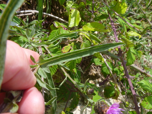 Centaurea debeauxii (Chalk Knapweed)