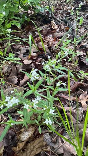 Houstonia longifolia (long-leaved bluets) (alternate view 3)