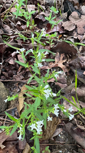 Houstonia longifolia (long-leaved bluets) (alternate view 5)