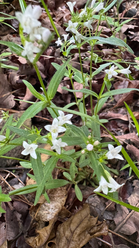 Houstonia longifolia (long-leaved bluets) (alternate view 4)