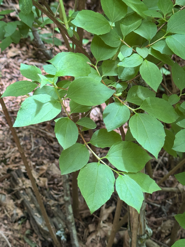 Philadelphus lewisii (Lewis' Mock Orange) (alternate view 2)