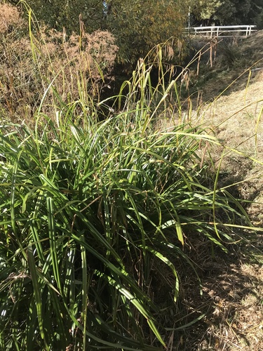 Carex pendula (Hanging sedge)