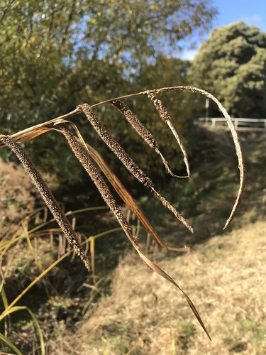 Carex pendula (Hanging sedge)