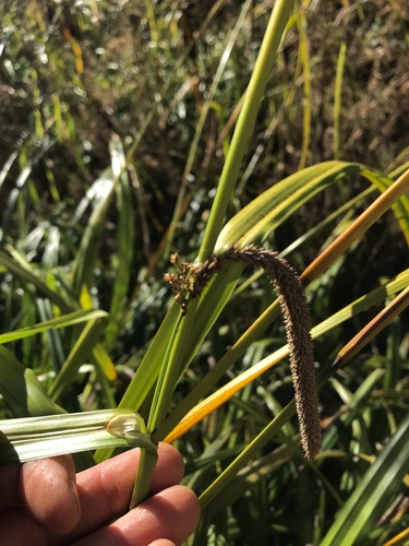 Carex pendula (Hanging sedge)