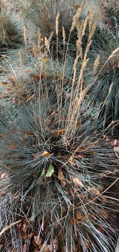 Festuca glauca (blue fescue) (alternate view 5)