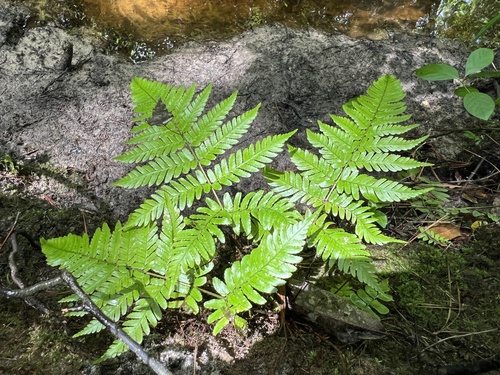 Dryopteris erythrosora (autumn fern) (alternate view 5)