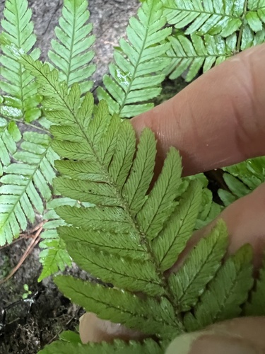 Dryopteris erythrosora (autumn fern) (alternate view 7)