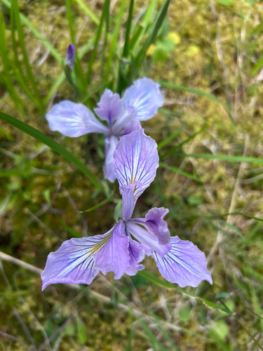 Iris tenax (Oregon Flag Iris) (alternate view 2)