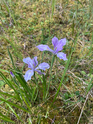 Iris tenax (Oregon Flag Iris)