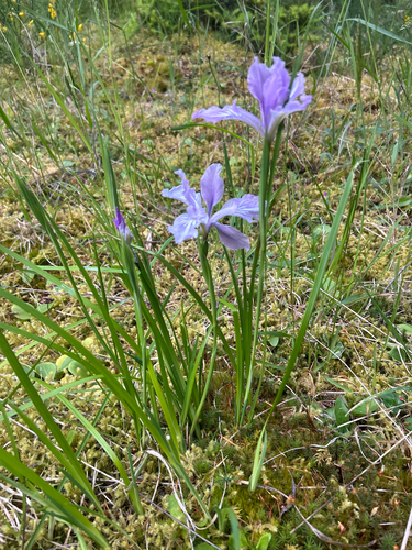 Iris tenax (Oregon Flag Iris) (alternate view 4)