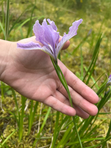 Iris tenax (Oregon Flag Iris) (alternate view 3)