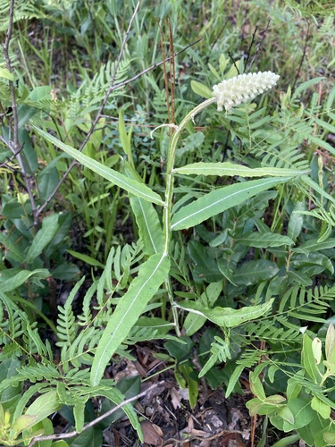 Pterocaulon pycnostachyum (blackroot) (alternate view 4)