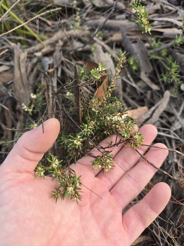 Monotoca scoparia (Prickly Broom-heath)