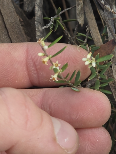 Monotoca scoparia (Prickly Broom-heath) (alternate view 2)