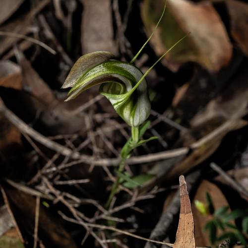Pterostylis grandiflora (cobra greenhood) (alternate view 5)