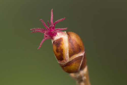 Corylus avellana (alternate view 5)