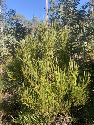 Acacia mucronata (Variable sallow wattle) (alternate view 2)