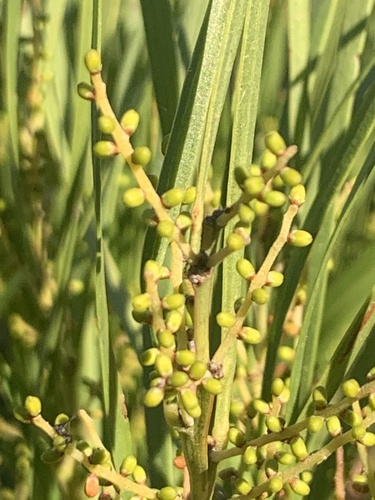 Acacia mucronata (Variable sallow wattle) (alternate view 3)