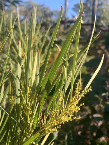 Acacia mucronata (Variable sallow wattle) (alternate view 4)