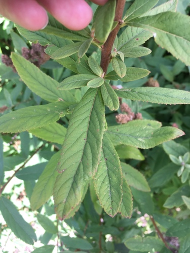 Spiraea tomentosa (Steeplebush) (alternate view 3)