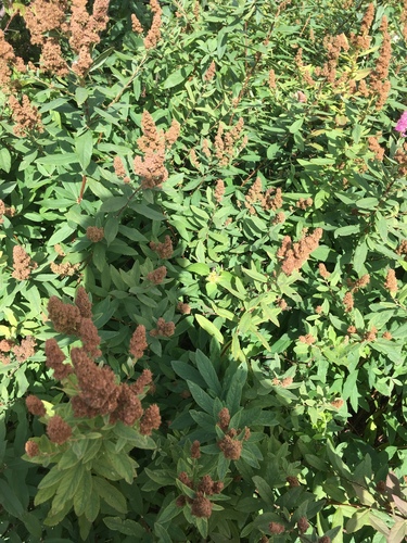 Spiraea tomentosa (Steeplebush) (alternate view 2)