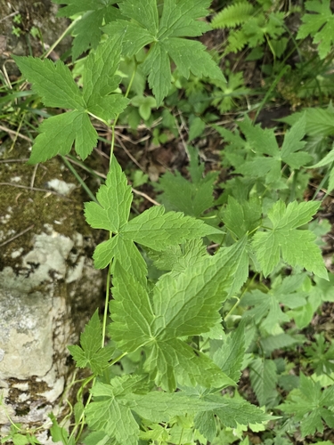Aconitum hemsleyanum (Climbing Monkshood) (alternate view 2)
