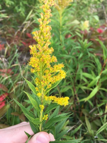 Solidago canadensis (Canada goldenrod)