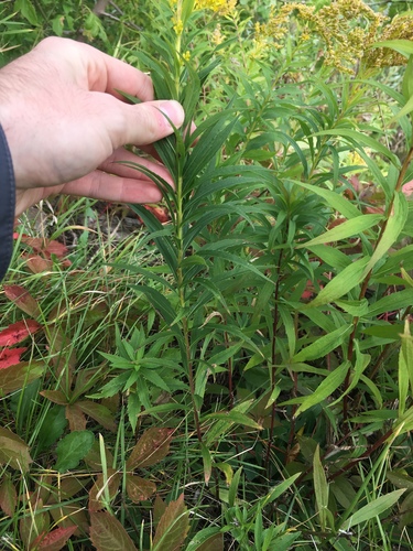 Solidago canadensis (Canada goldenrod)