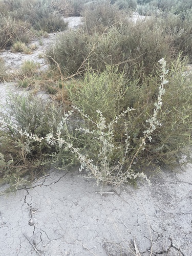 Atriplex lentiformis (big saltbush) (alternate view 5)