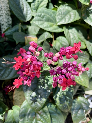 Clerodendrum × speciosum (Red Bleeding Heart Vine) (alternate view 2)