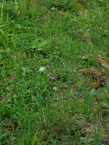 Allium fistulosum (Welsh Onion (Scallions)) (alternate view 2)
