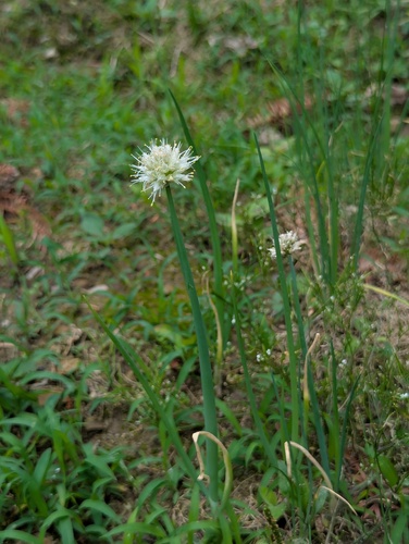 Allium fistulosum (Welsh Onion (Scallions))