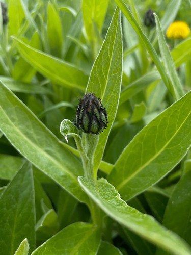 Centaurea montana (Perennial Cornflower)